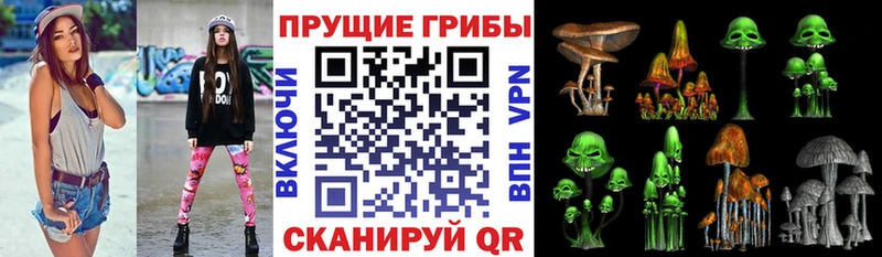 Псилоцибиновые грибы Psilocybe Каменка